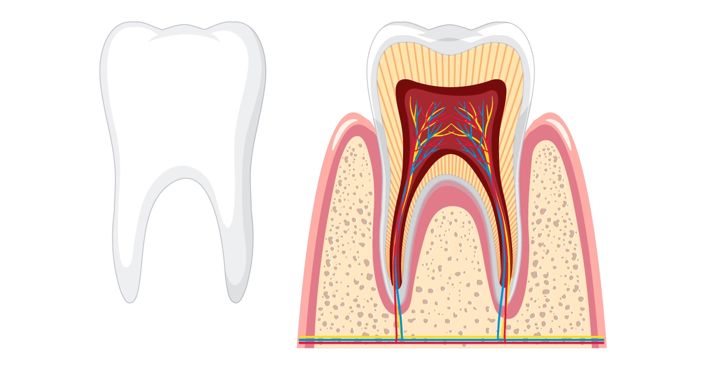 What to Do When You Have a Toothache – Everything You Need to Know About Tooth Inflammation | Stomatološka poliklinika Zagreb | Štimac centar dentalne medicine